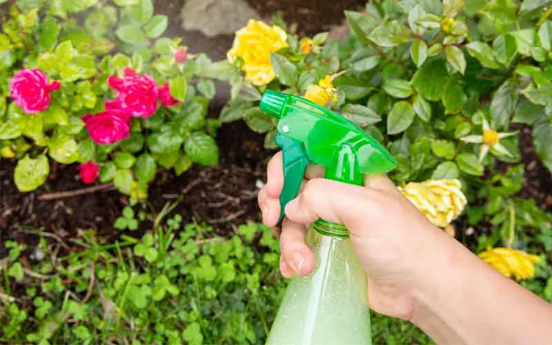 Làm thuốc sâu hữu cơ từ gừng bảo vệ vườn an toàn, rau sạch ngon lành chỉ với 3 bước
