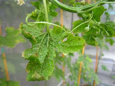 Làm thuốc sâu hữu cơ cho cây rau chỉ bằng 5 cách đơn giản giúp vườn an toàn, rau xanh mướt