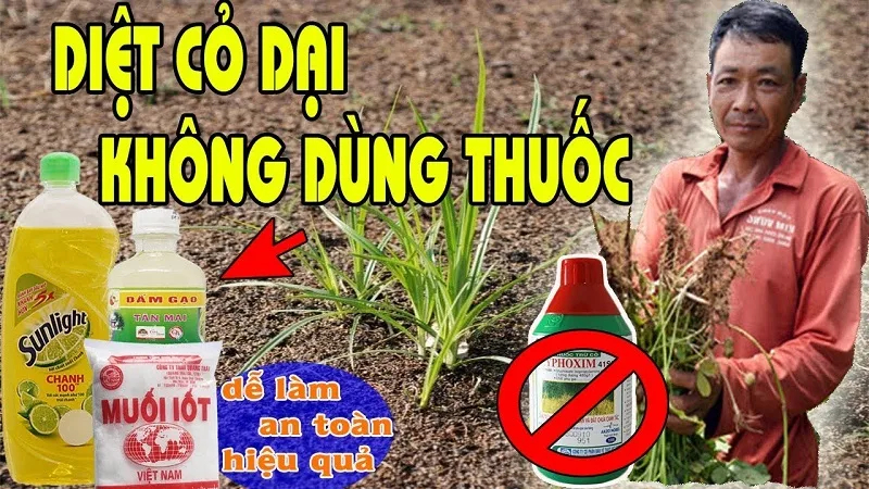 Kinh-nghiem-su-dung-thuoc-sau-huu-co-cho-cay-an-qua-tu-chuyen-gia