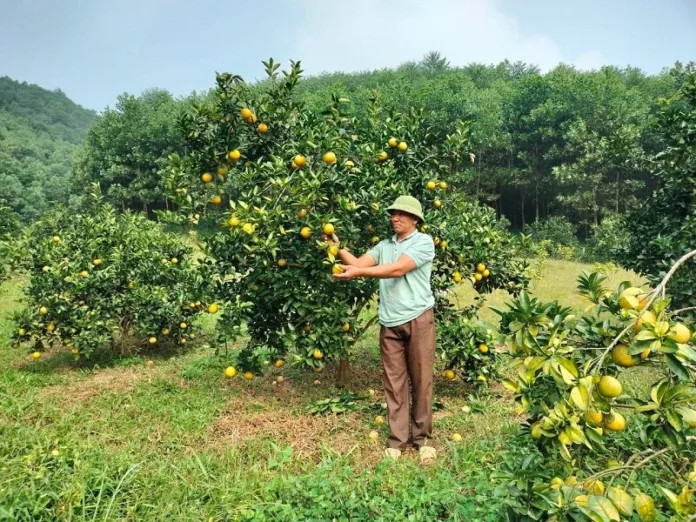 Thuoc-sau-huu-co-lua-chon-hang-dau-cho-nha-vuon