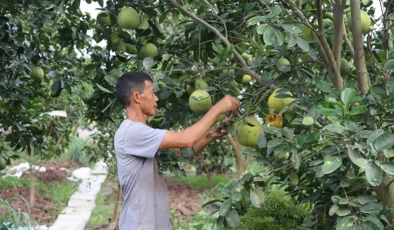 Thuoc-sau-huu-co-lua-chon-hang-dau-cho-nha-vuon