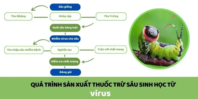 Tim-hieu-quy-trinh-san-xuat-thuoc-sau-huu-co-cho-cay-an-qua