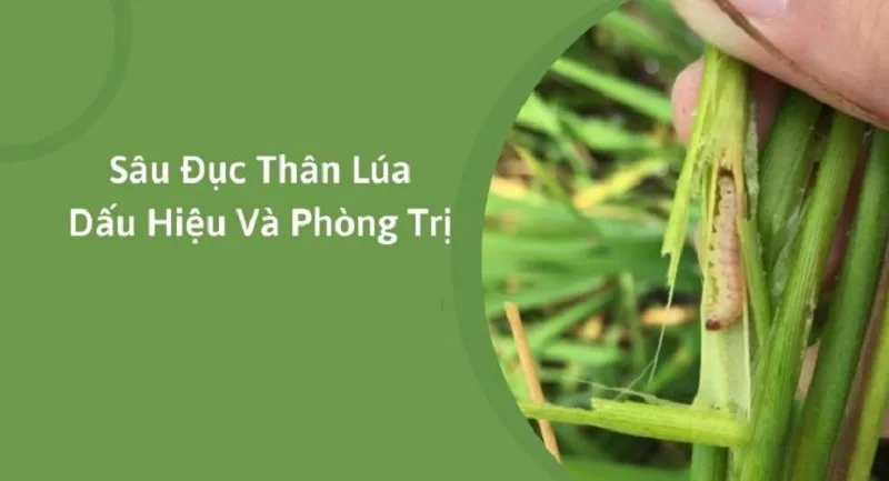 Thuoc-sau-huu-co-tri-sau-duc-than-lua-noi-lo-so-cua-nha-nong