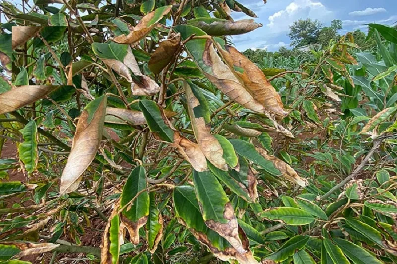 Tac-dung-phu-cua-thuoc-sau-huu-co-cho-cay-an-qua