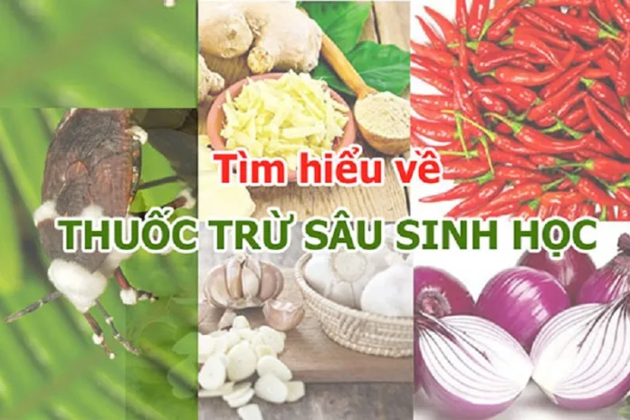 Tat-tan-tat-ve-thuoc-sau-huu-co-cho-cay-hoa-qua