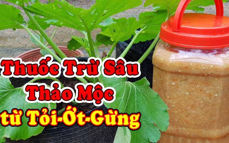 Bao-ve-vuon-cay-an-trai-hieu-qua-nho-thuoc-sau-huu-co