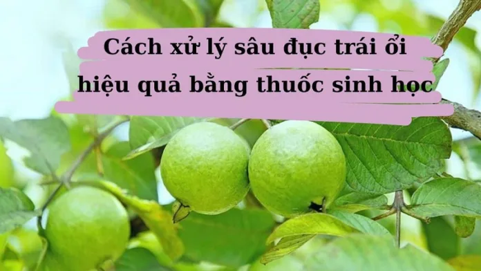 Bao-ve-vuon-cay-an-trai-hieu-qua-nho-thuoc-sau-huu-co