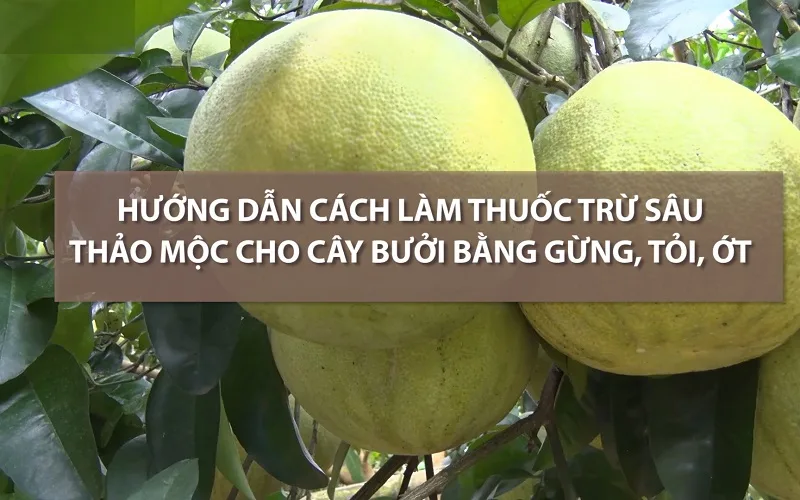 Bao-ve-vuon-cay-an-trai-hieu-qua-nho-thuoc-sau-huu-co