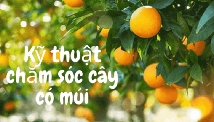 Bi-quyet-trong-cay-co-mui-sai-triu-qua-voi-thuoc-sau-huu-co