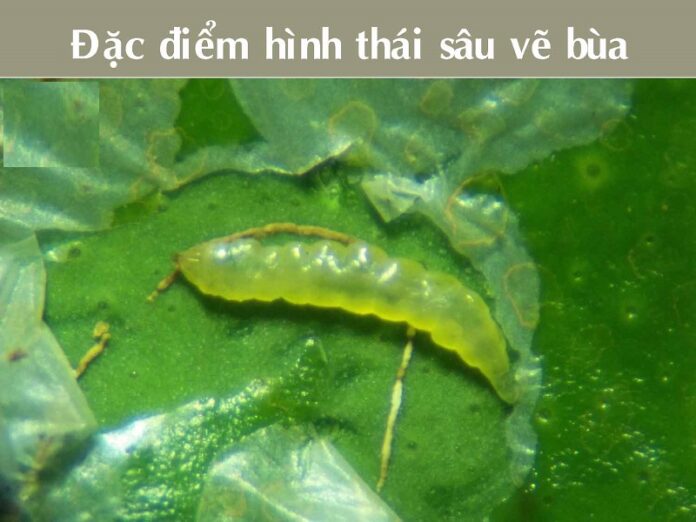 Thuoc-sau-huu-co-cho-cay-trong-co-mui-Bao-ve-vuon-cay-an-toan-hieu-qua