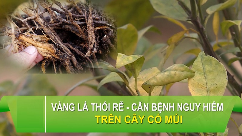 Thuoc-sau-huu-co-cho-cay-trong-co-mui-Bao-ve-vuon-cay-an-toan-hieu-qua