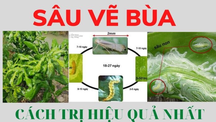 Kien-thuc-can-biet-cho-nha-vuon-ve-thuoc-sau-huu-co-cho-cay-co-mui