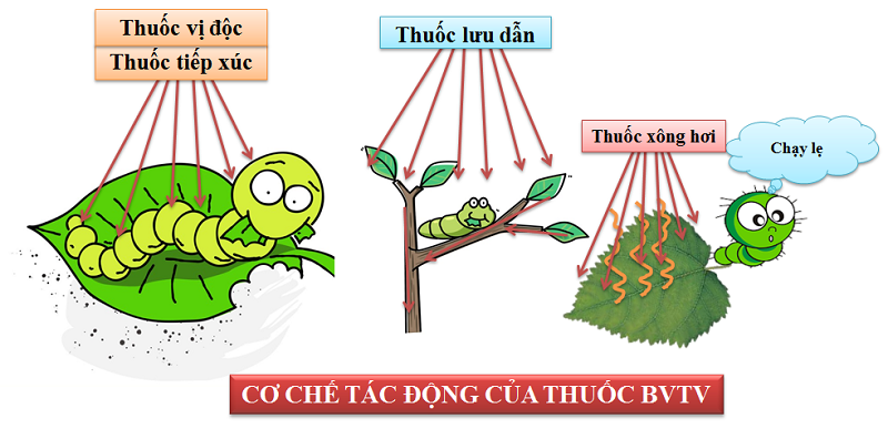 Kinh-nghiem-su-dung-thuoc-sau-huu-co-cho-cay-co-mui-dat-hieu-qua-cao