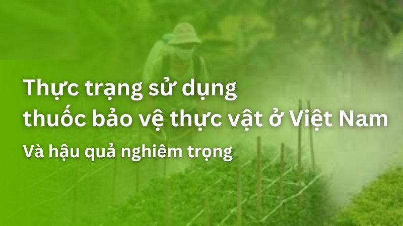 Loai-bo-noi-lo-sau-benh-nho-thuoc-sau-huu-co-cho-cay-co-mui