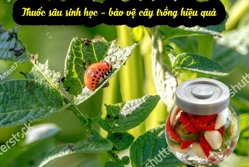 Mua-thuoc-sau-huu-co-cho-cay-co-mui-o-dau-uy-tin-chat-luong