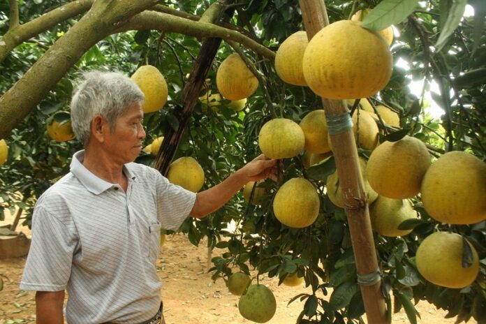 Tiem-nang-phat-trien-Thi-truong-thuoc-sau-huu-co-cho-cay-co-mui