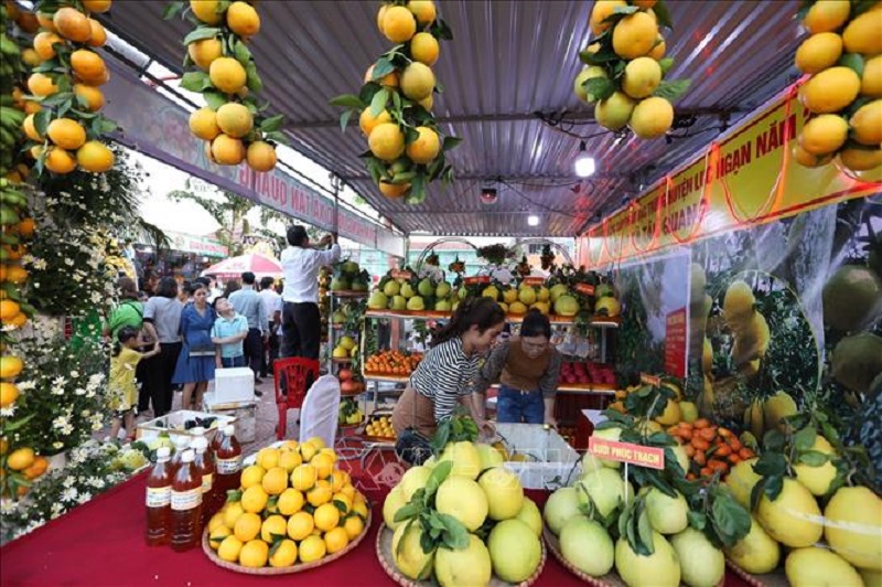 Thuc-trang-su-dung-thuoc-sau-huu-co-cho-cay-co-mui-hien-nay