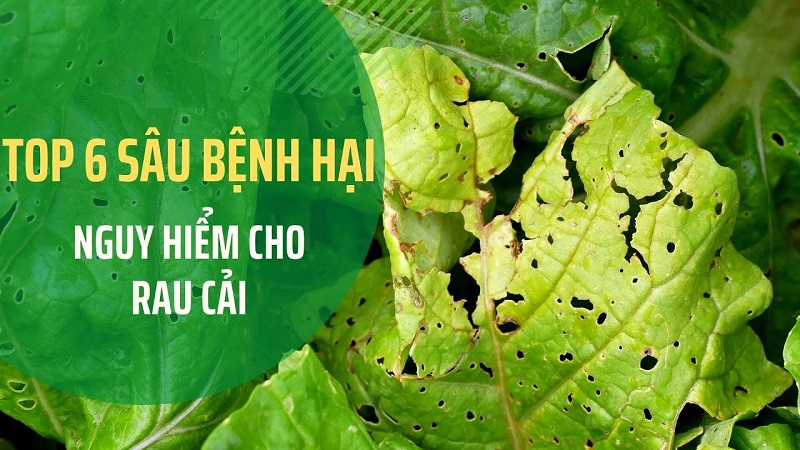 Thuoc-Sau-Huu-Co-Cho-Cay-Rau-Cai-Thia-Giai-Phap-An-Toan