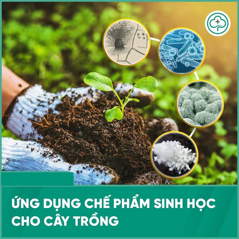 Thuoc-sau-huu-co-cho-cay-rau-ngo-gai-an-toan-cho-bua-an