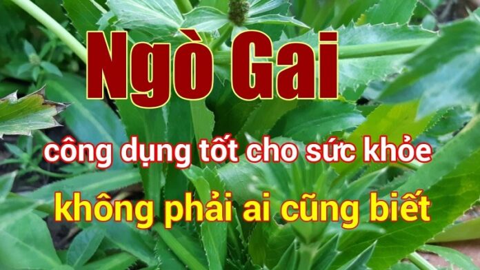 Thuoc-sau-huu-co-cho-cay-rau-ngo-gai-an-toan-cho-bua-an