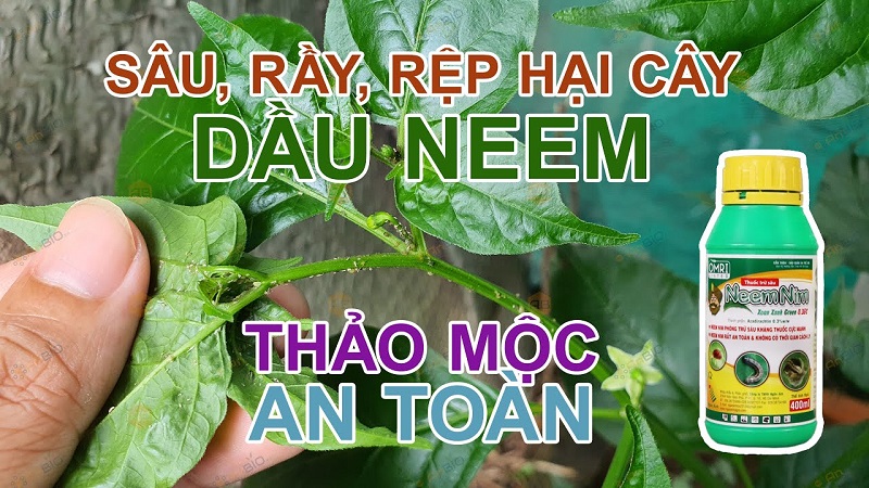 Giai-dap-thac-mac-ve-thuoc-sau-huu-co-cho-rau