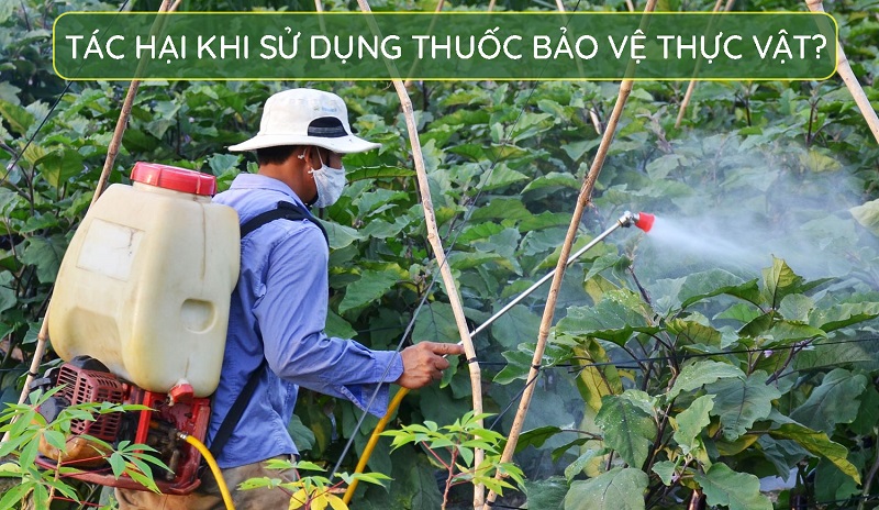 Tac-dung-phu-cua-thuoc-sau-huu-co-cho-rau