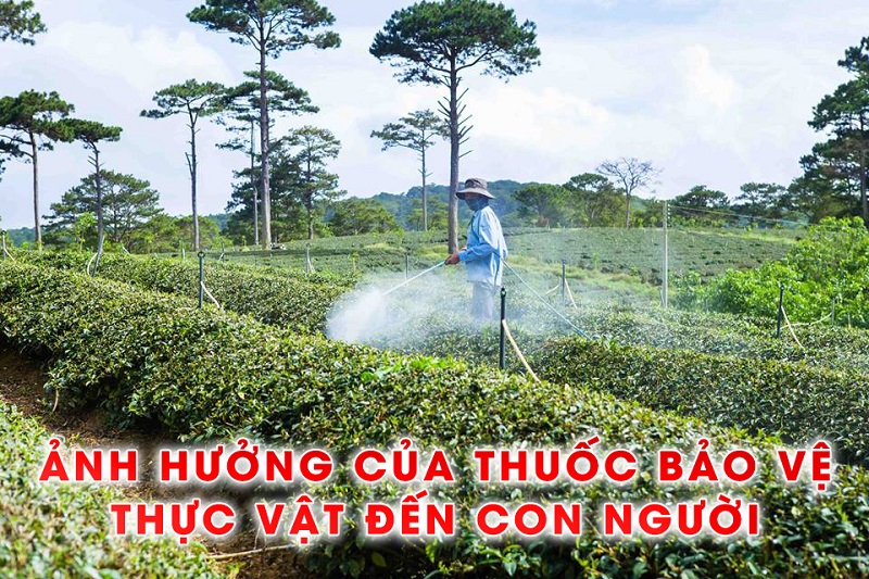 Tac-dung-phu-cua-thuoc-sau-huu-co-cho-rau