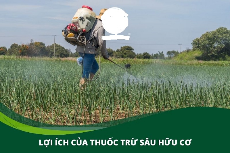 Thuoc-sau-huu-co-cho-Rau-Den-1-So-luu-y-khi-su-dung