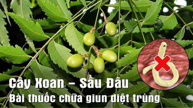 Thuoc-sau-huu-co-cho-Rau-Ngot-An-toan-cho-nguoi-su-dung